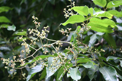 Canarium vulgare